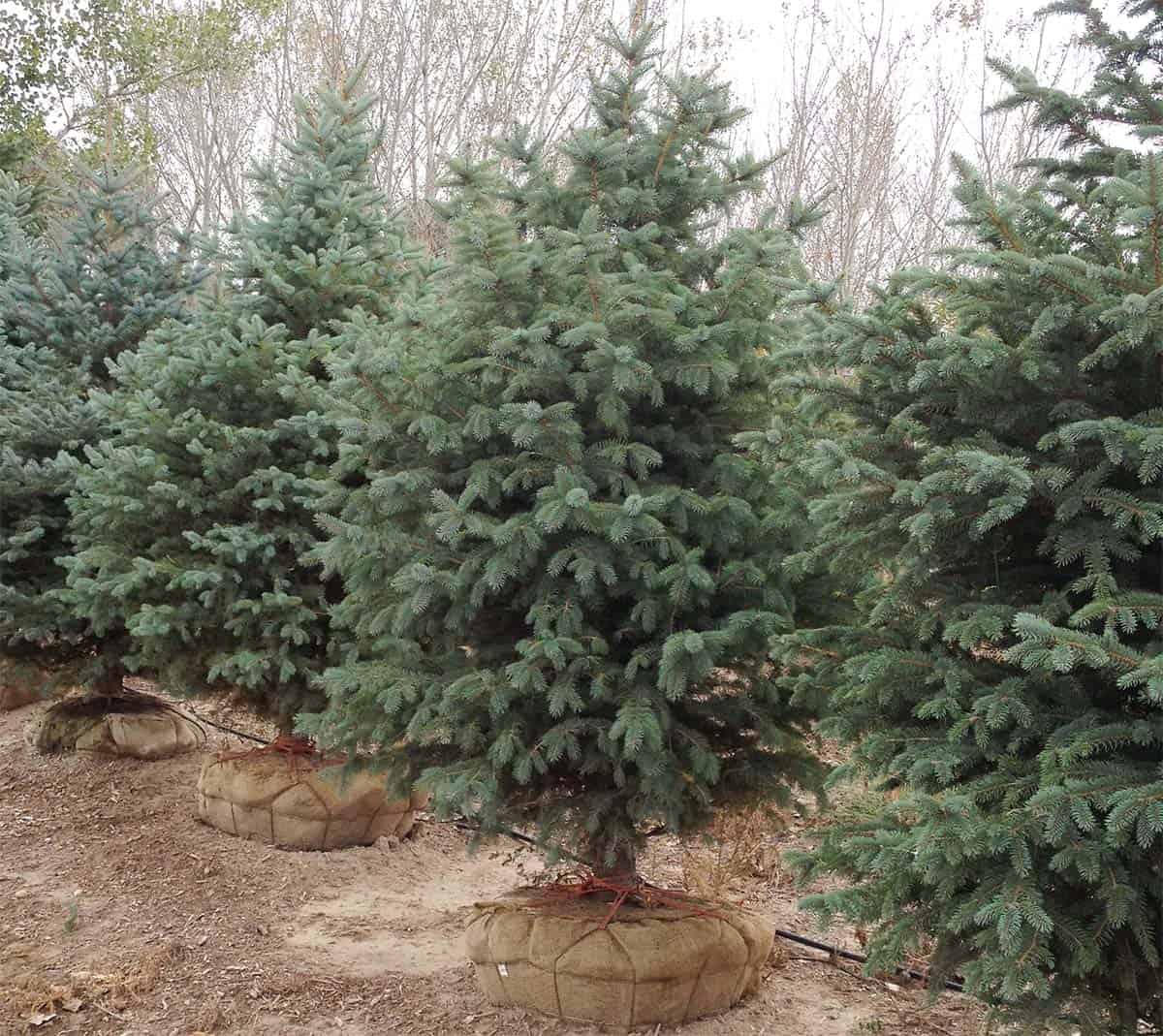 Continental Tree Farms various evergreen trees