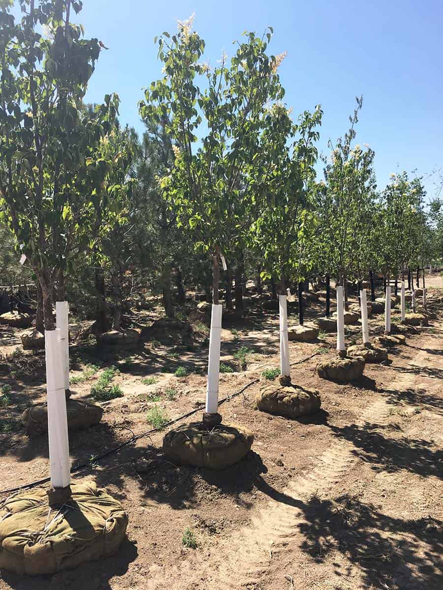 Continental Tree Farms staggered evergreen trees