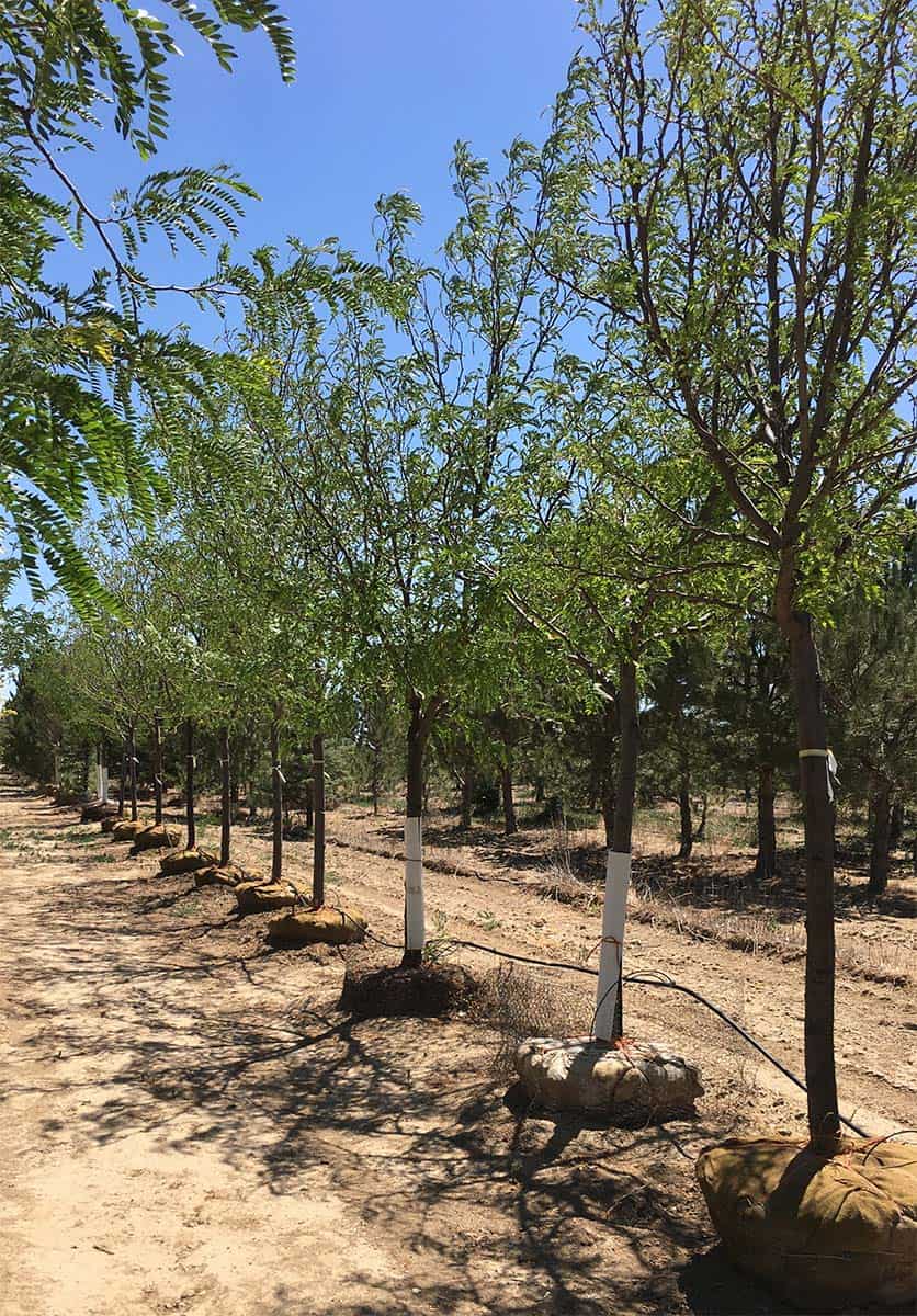 Continental Tree Farms staggered evergreen trees