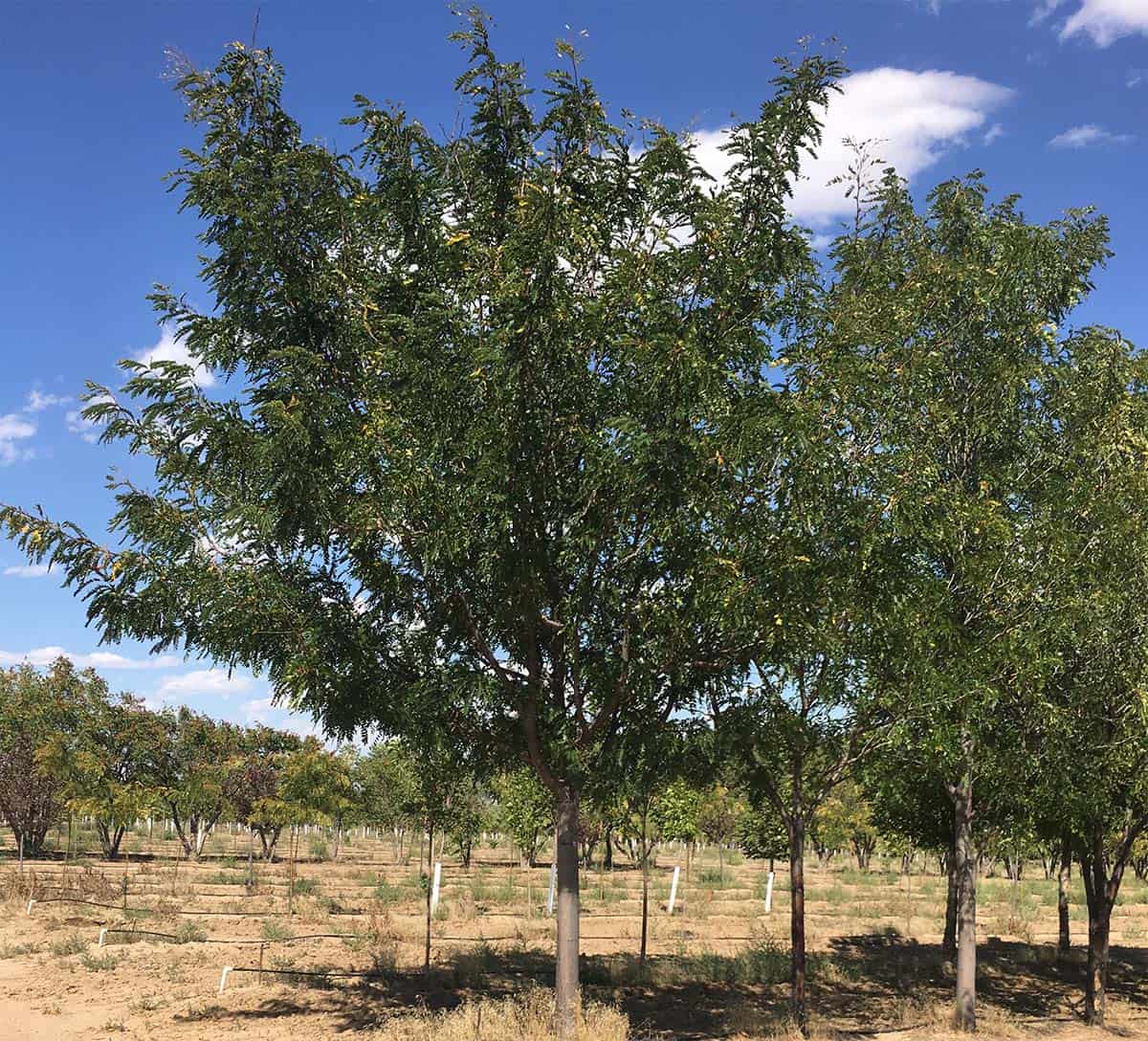 Continental Tree Farms short evergreen trees