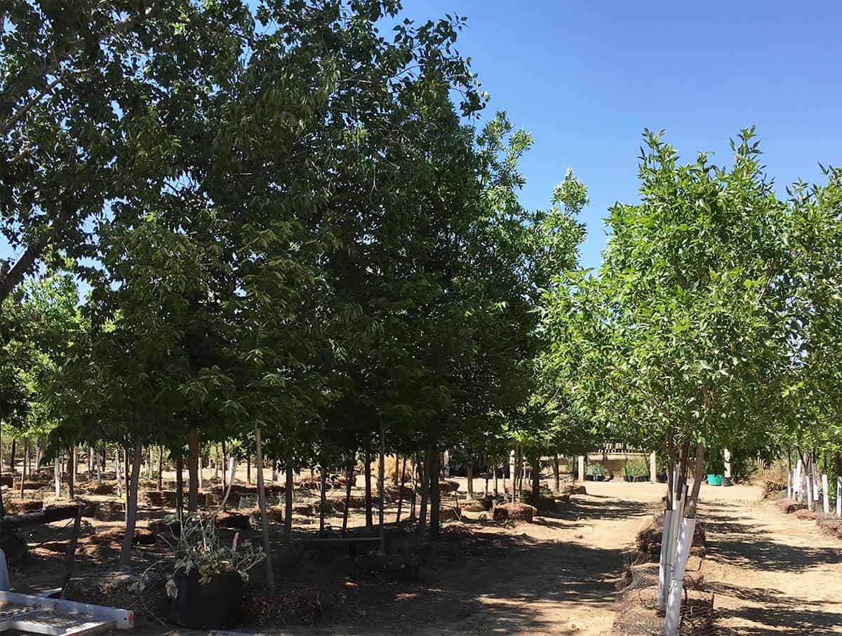Continental Tree Farms short evergreen trees