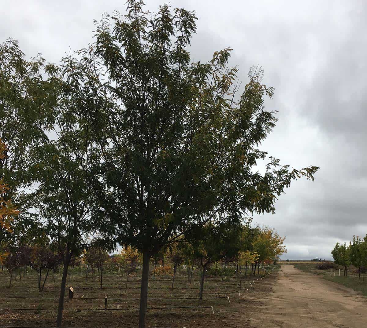 Continental Tree Farms small evergreen trees