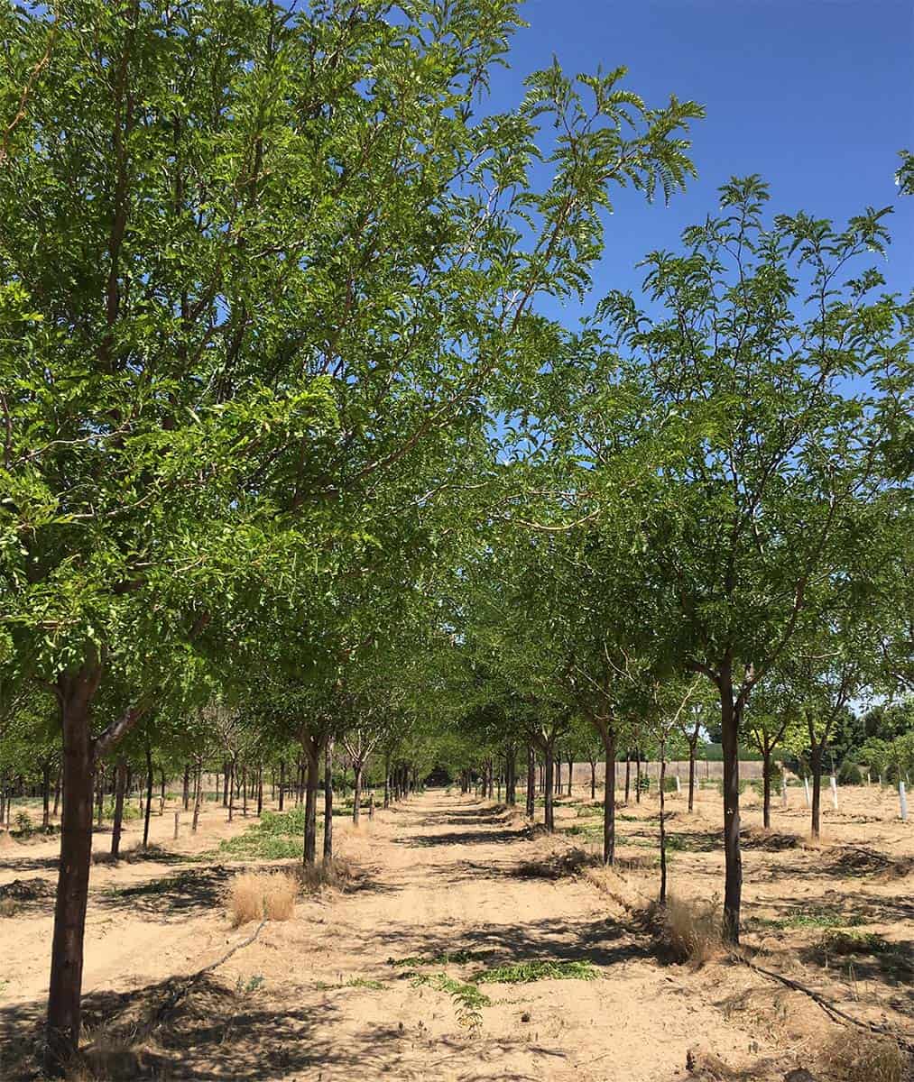 Continental Tree Farms short evergreen trees