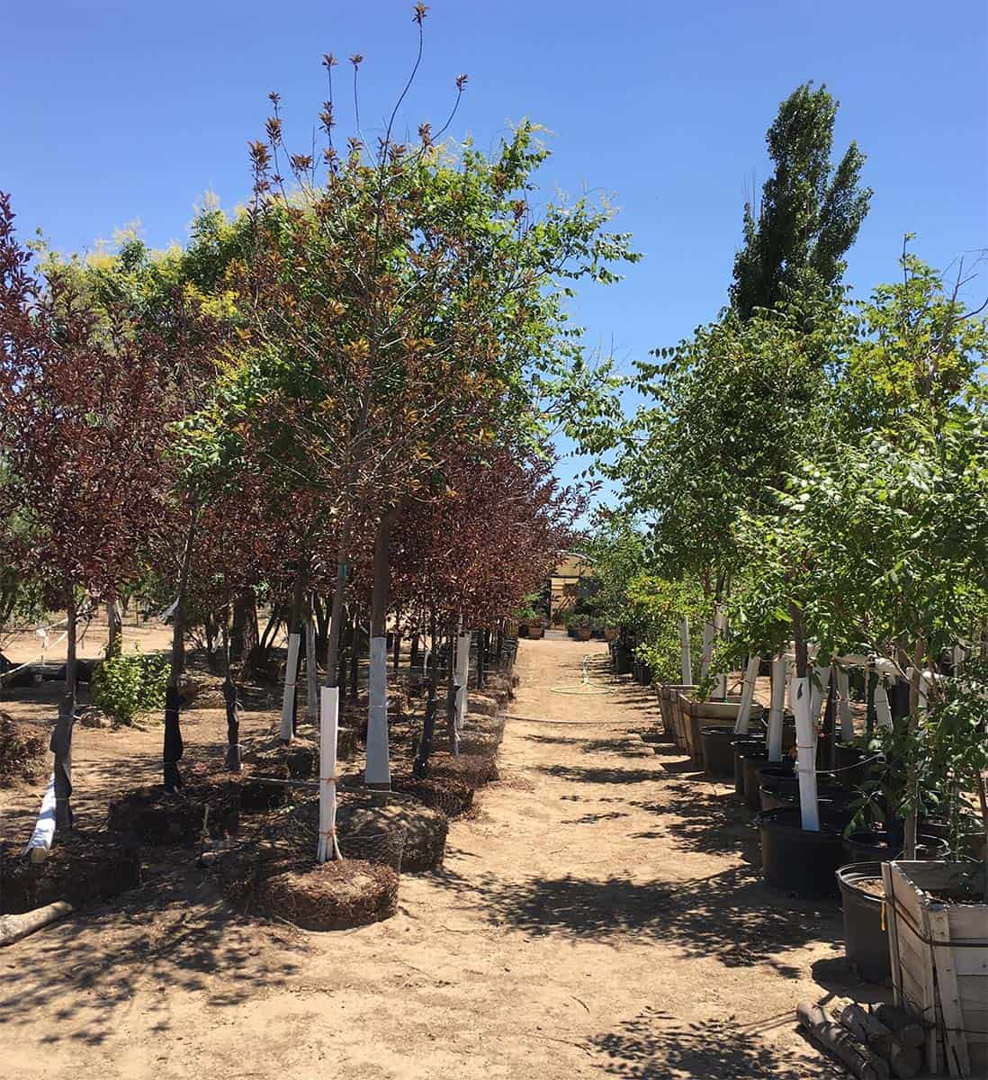 Continental Tree Farms short evergreen trees