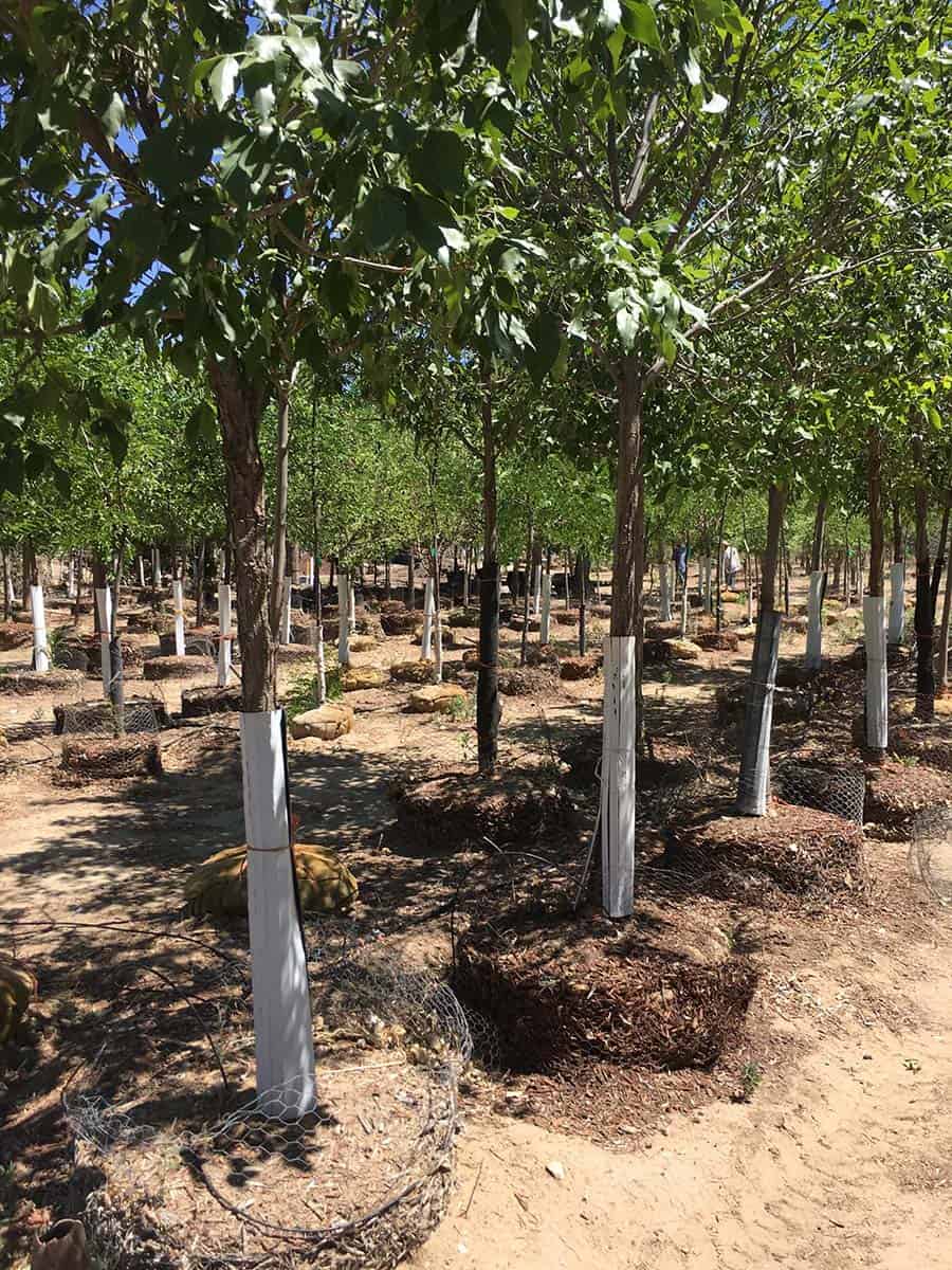 Continental Tree Farms staggered evergreen trees