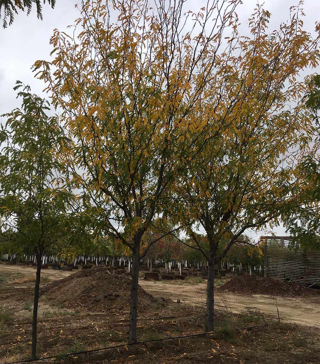 Continental Tree Farms short evergreen trees