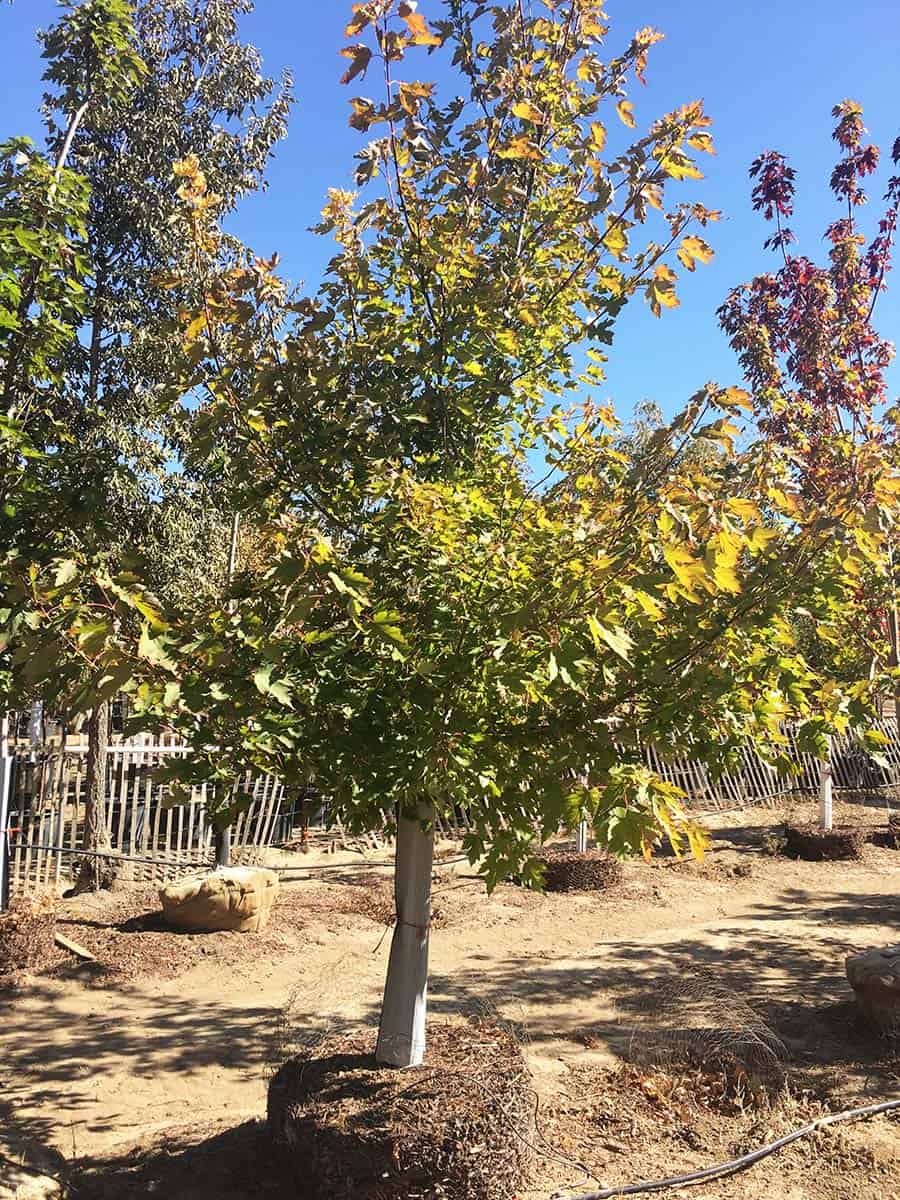 Continental Tree Farms staggered evergreen trees