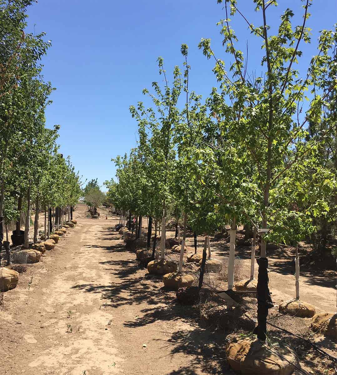 Continental Tree Farms short evergreen trees