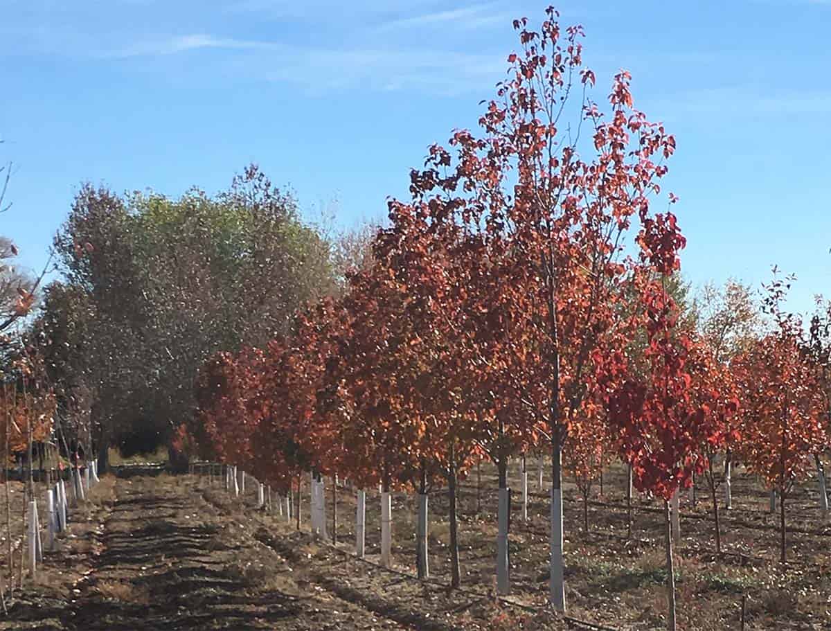 Continental Tree Farms short evergreen trees