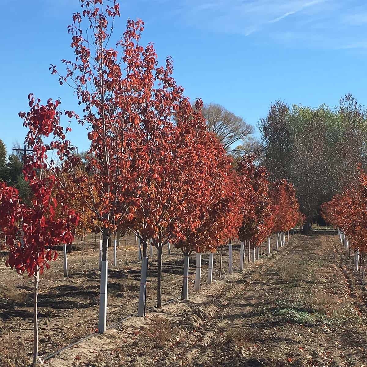 Continental Tree Farms short evergreen trees