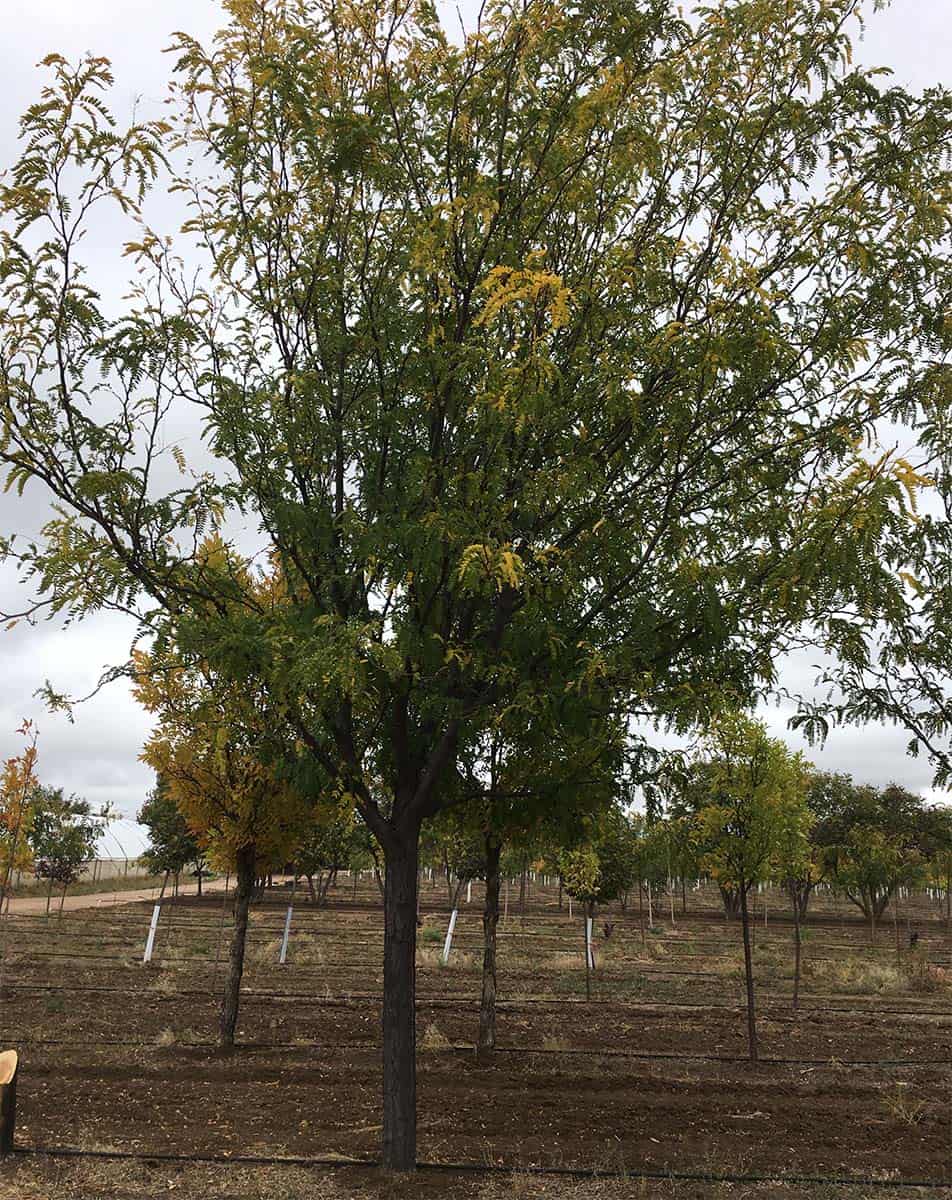 Continental Tree Farms short evergreen trees