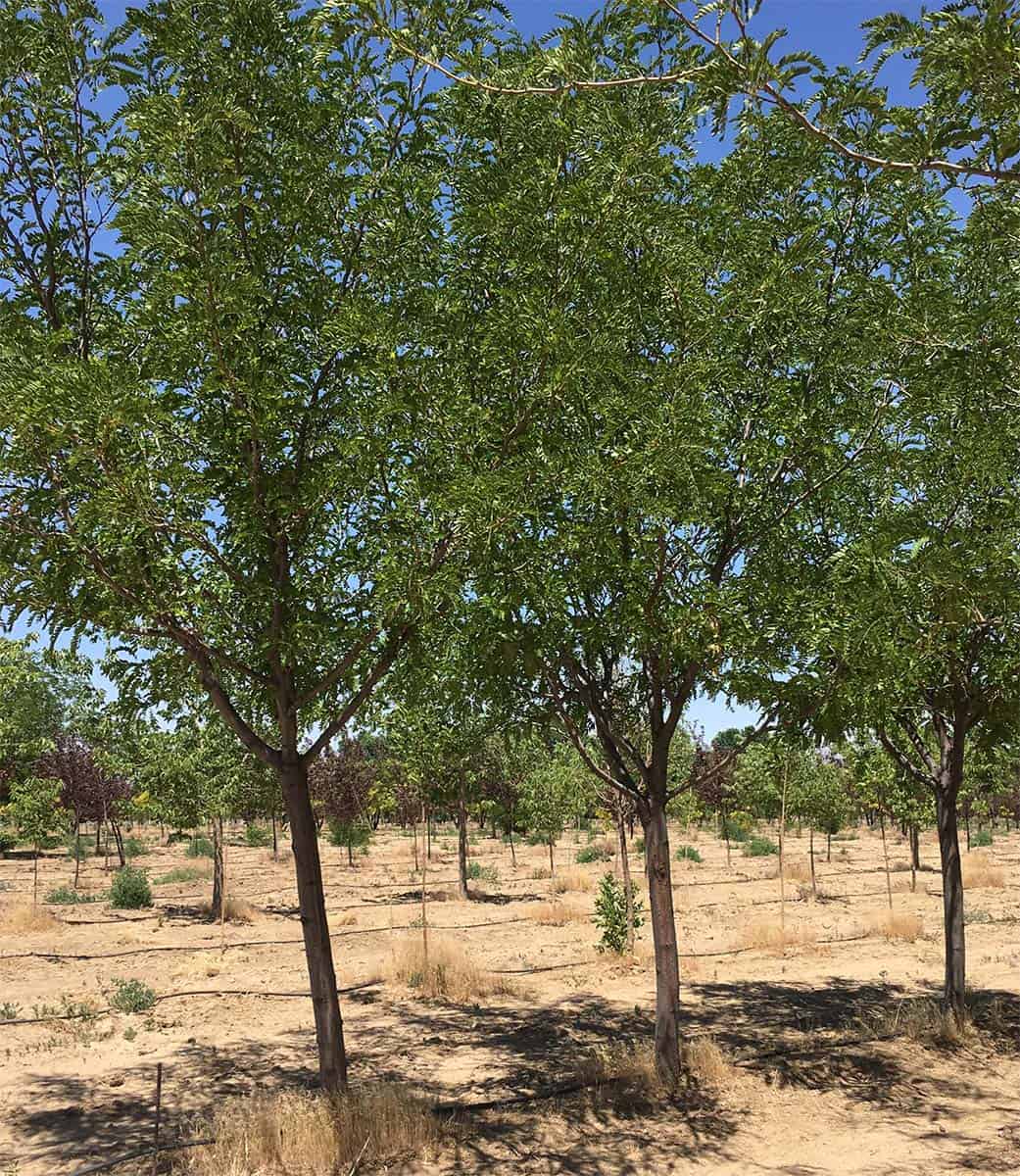 Continental Tree Farms small evergreen trees