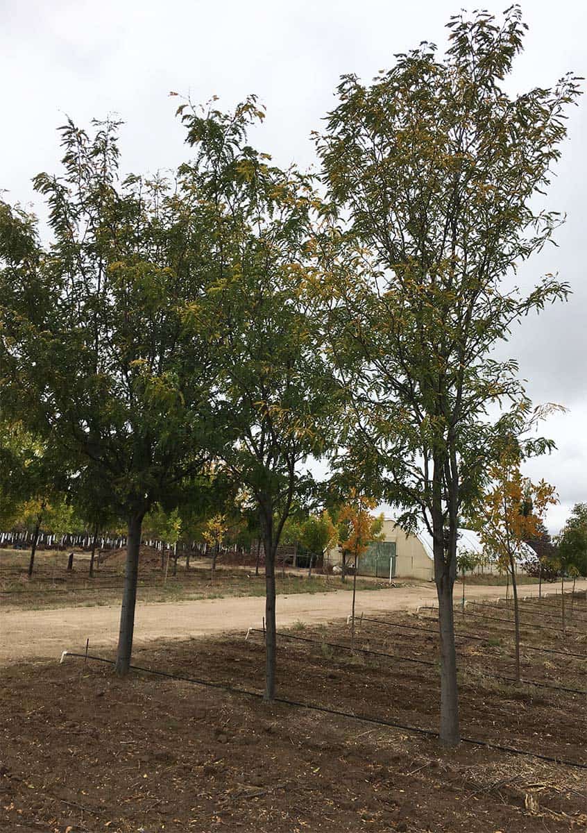 Continental Tree Farms small evergreen trees