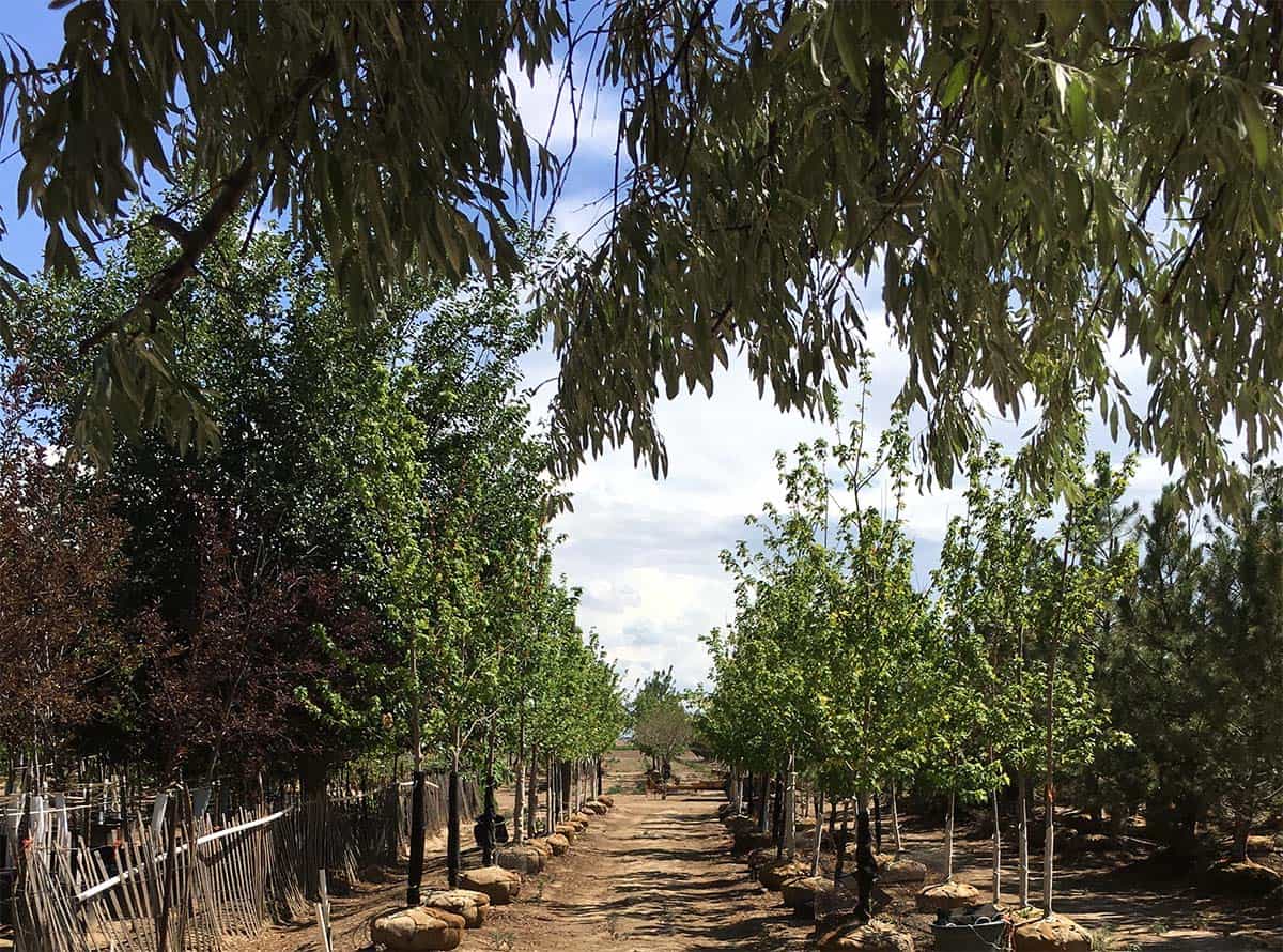 Continental Tree Farms small evergreen trees