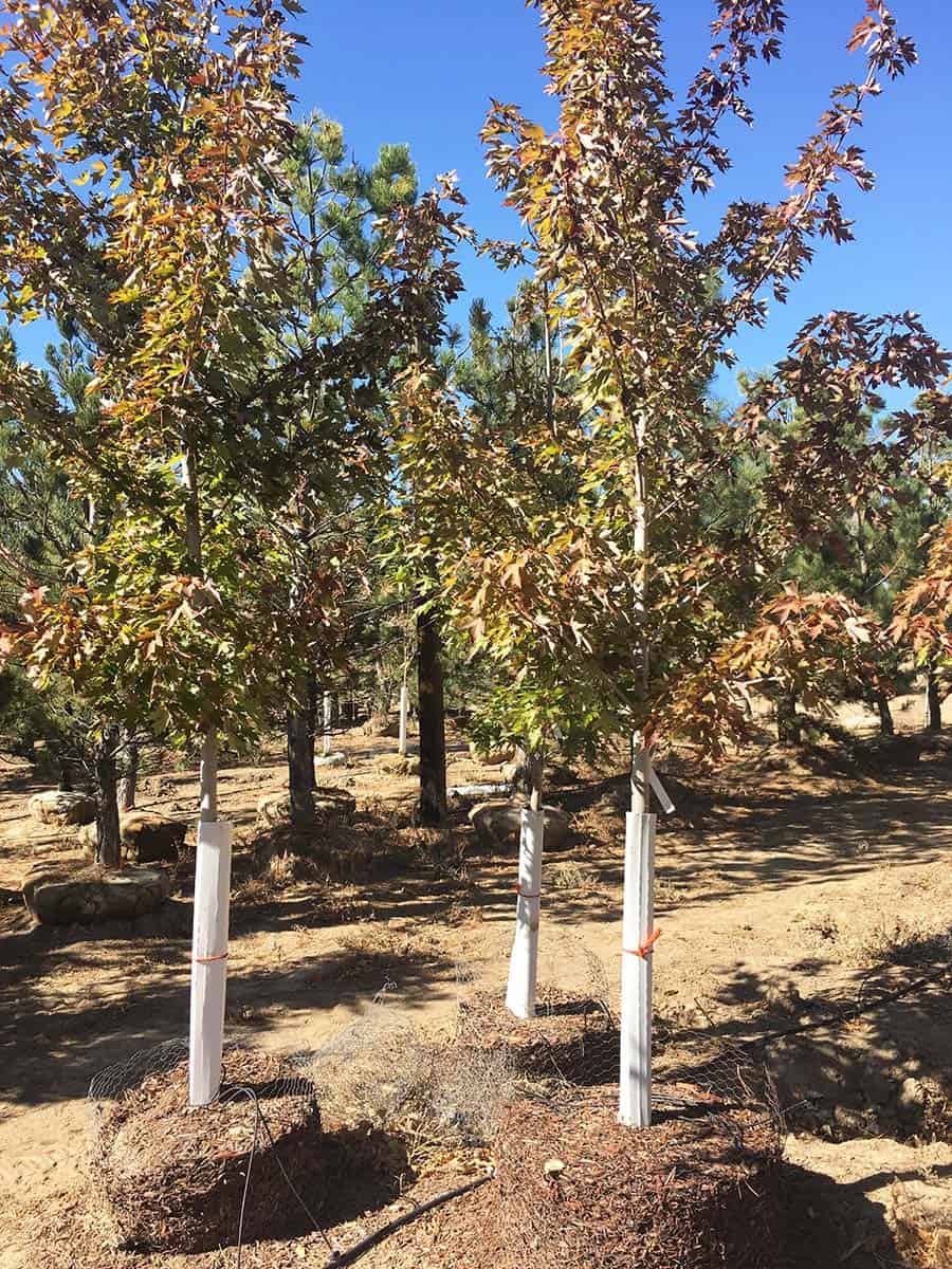 Continental Tree Farms short evergreen trees