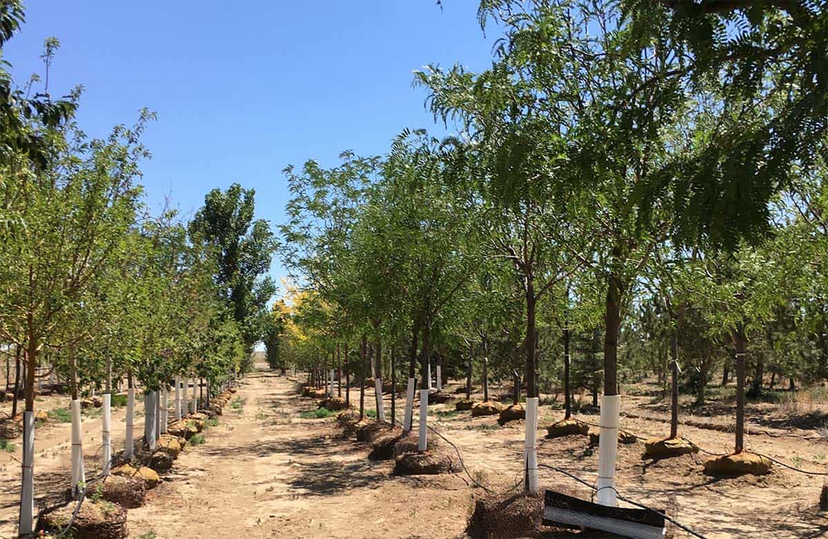 Continental Tree Farms staggered evergreen trees