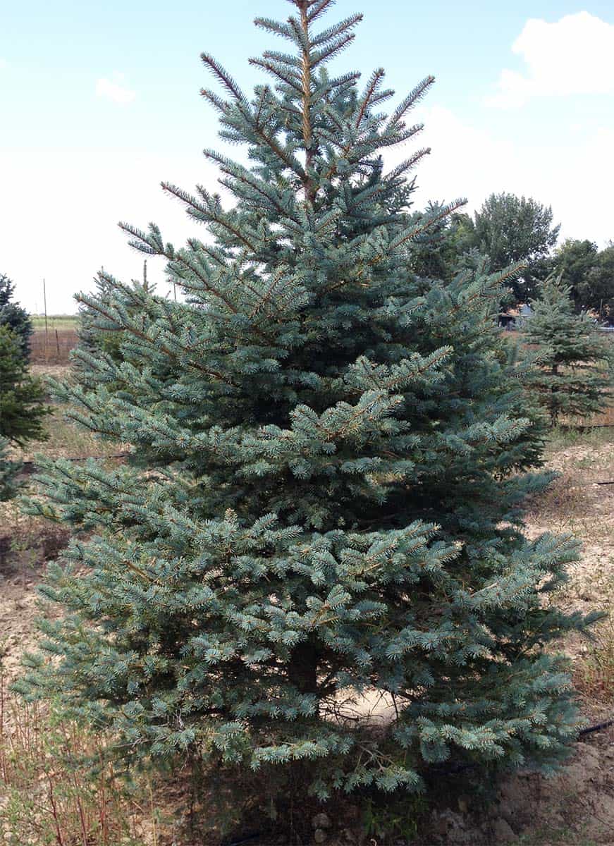 Continental Tree Farms short evergreen trees