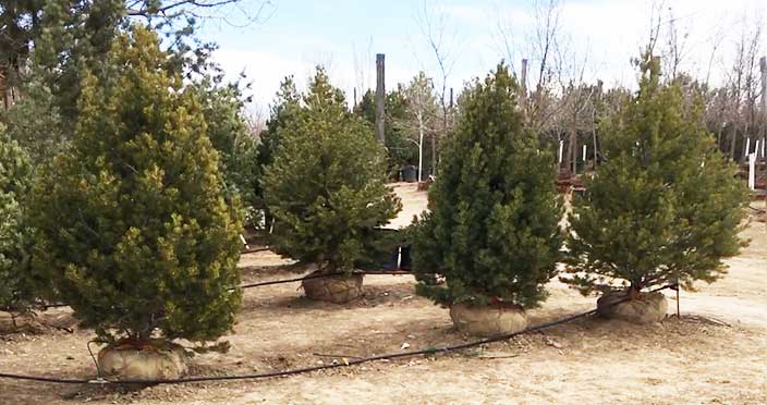 Continental Tree Farms small evergreen trees