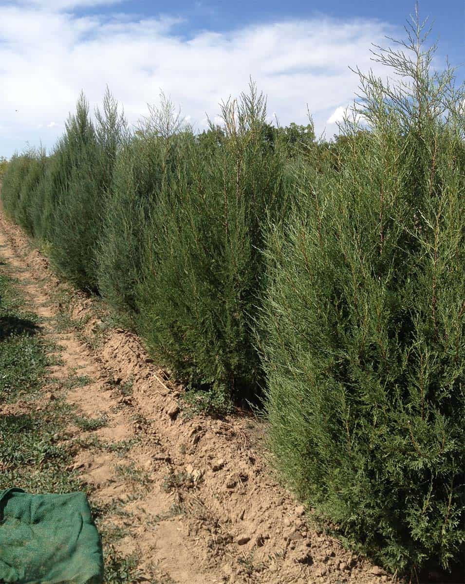 Continental Tree Farms dense evergreen trees