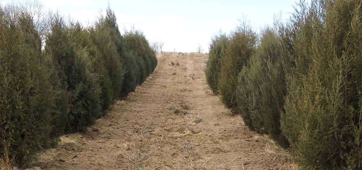 Continental Tree Farms short and wide evergreen trees