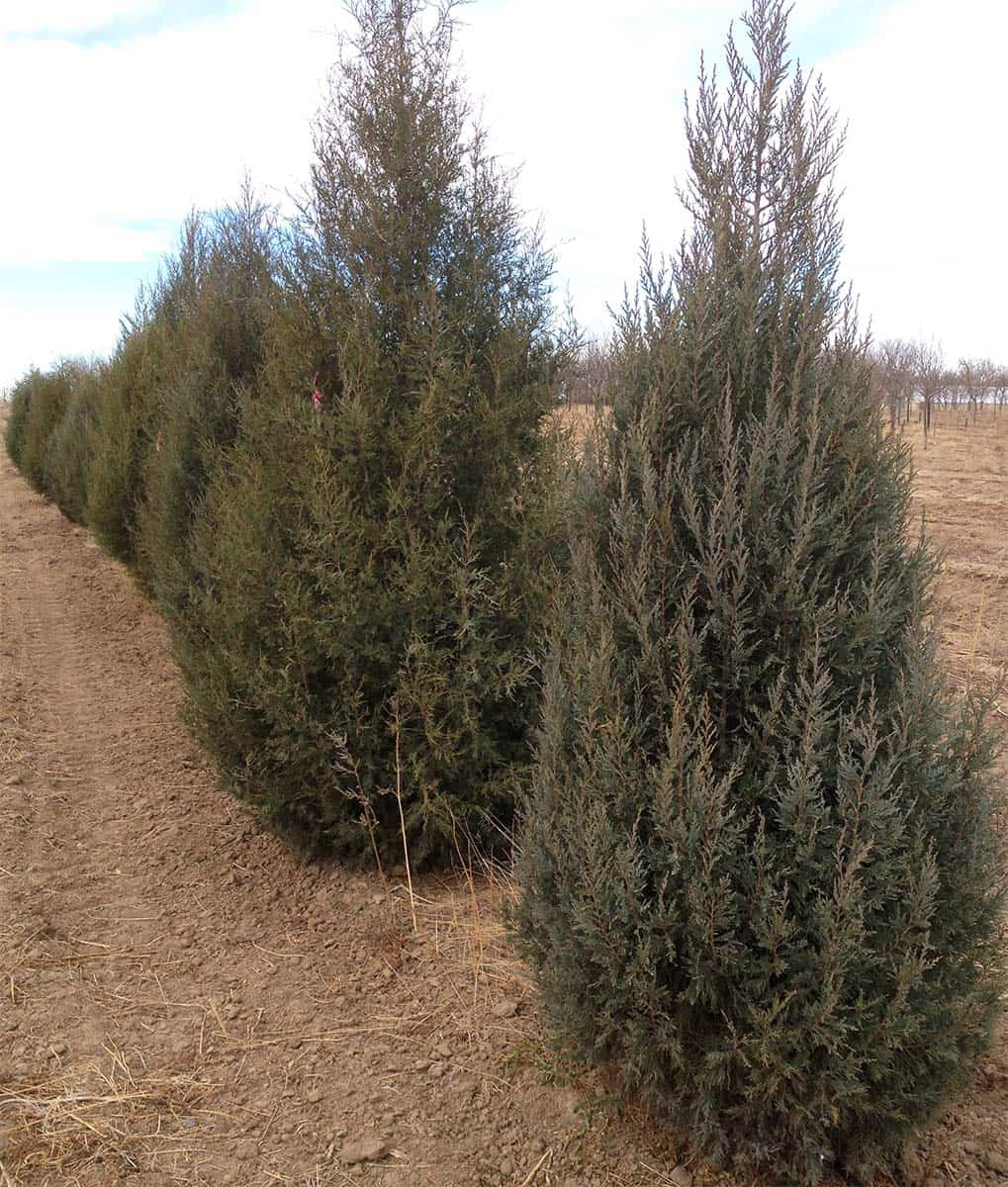 Continental Tree Farms row of small evergreen trees