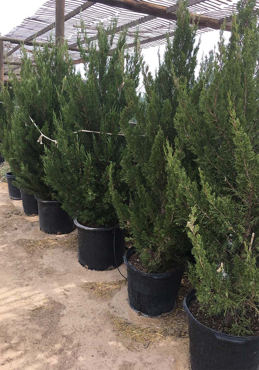 Continental Tree Farms two small evergreen trees