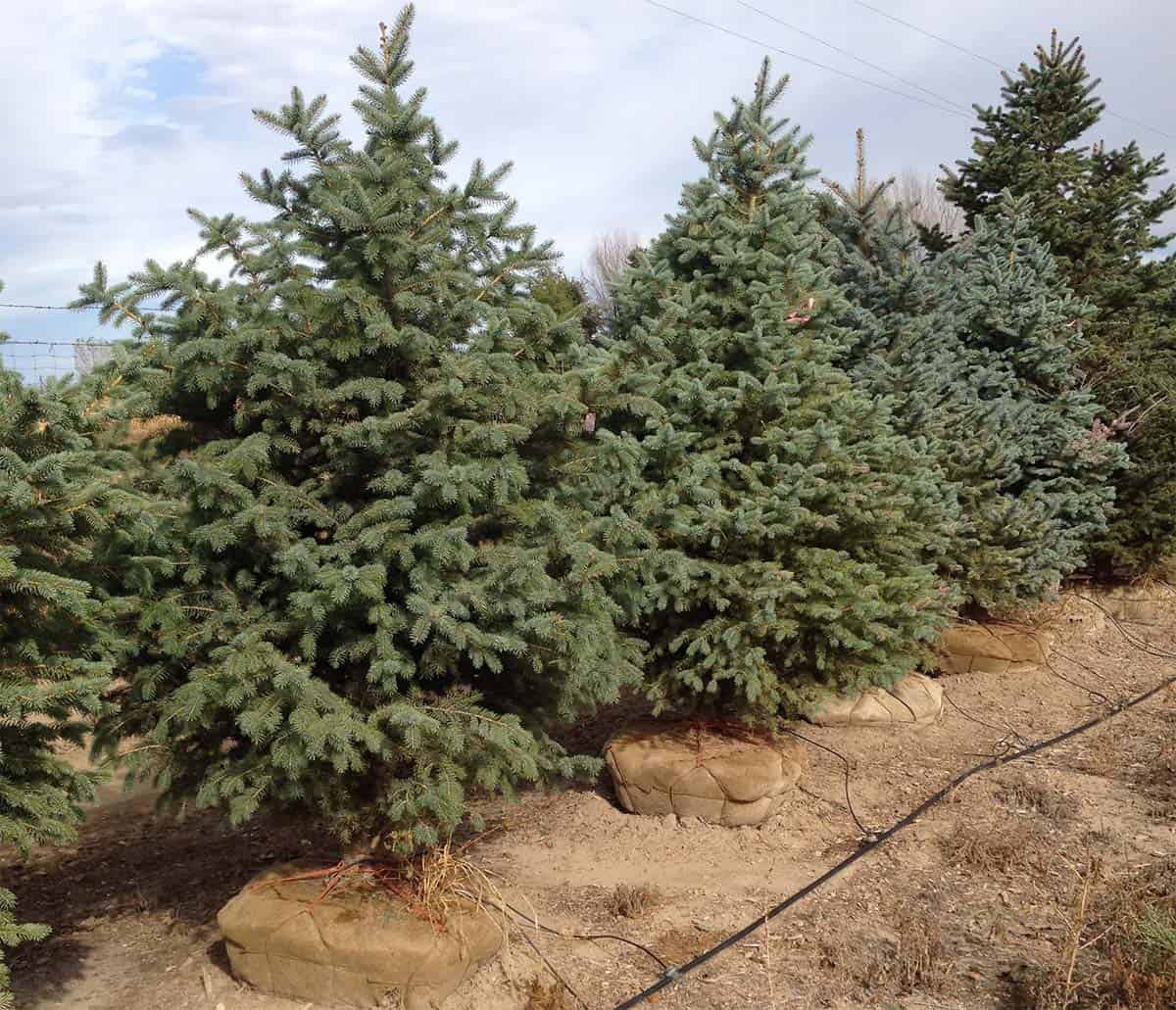 Continental Tree Farms several rows of evergreen trees