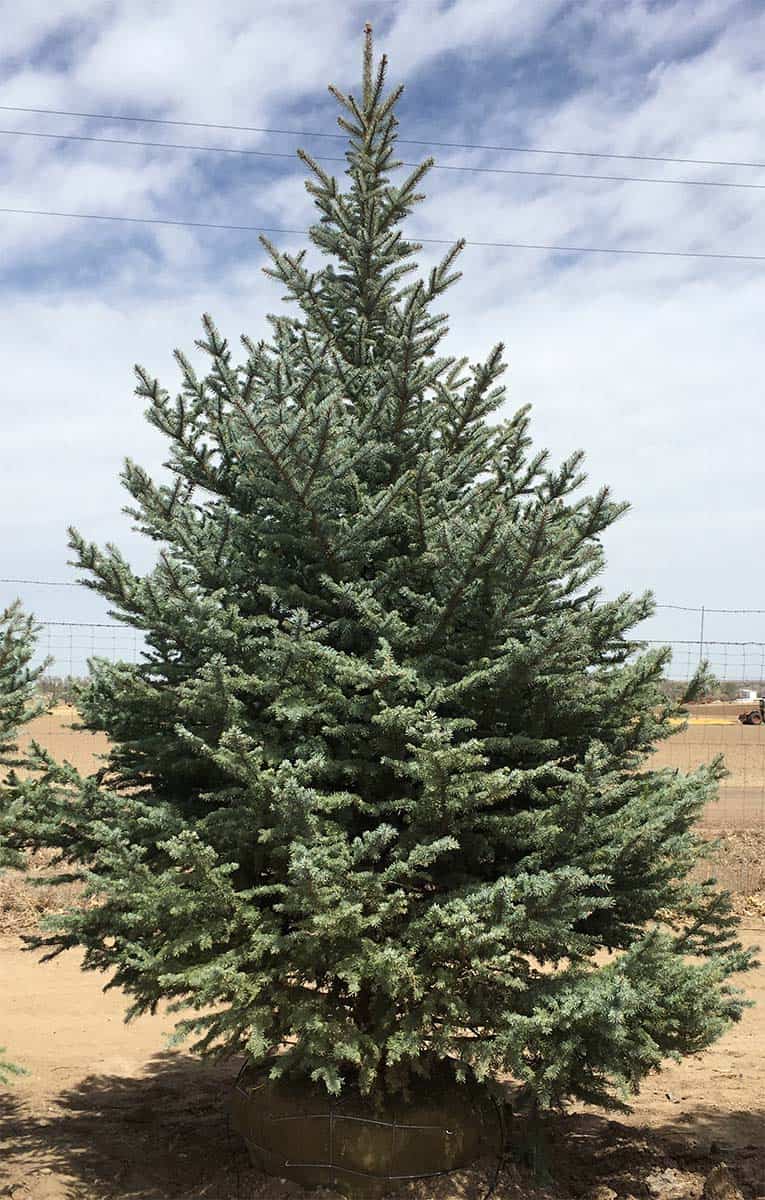 Continental Tree Farms staggered evergreen trees