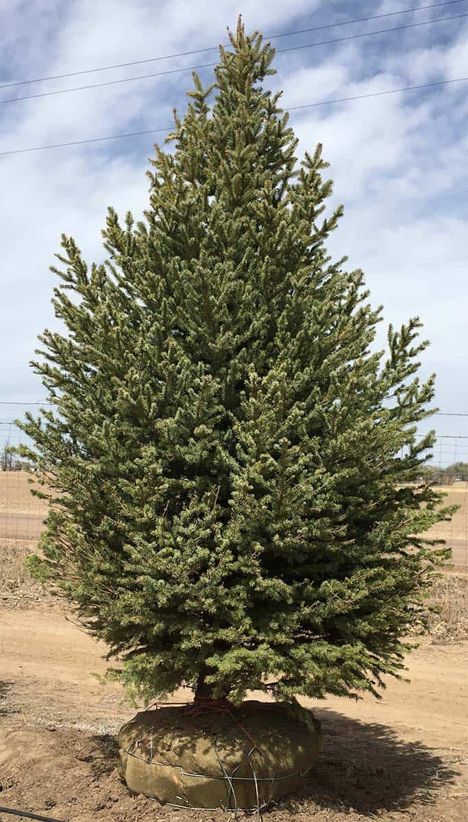 Continental Tree Farms evergreen trees right angle