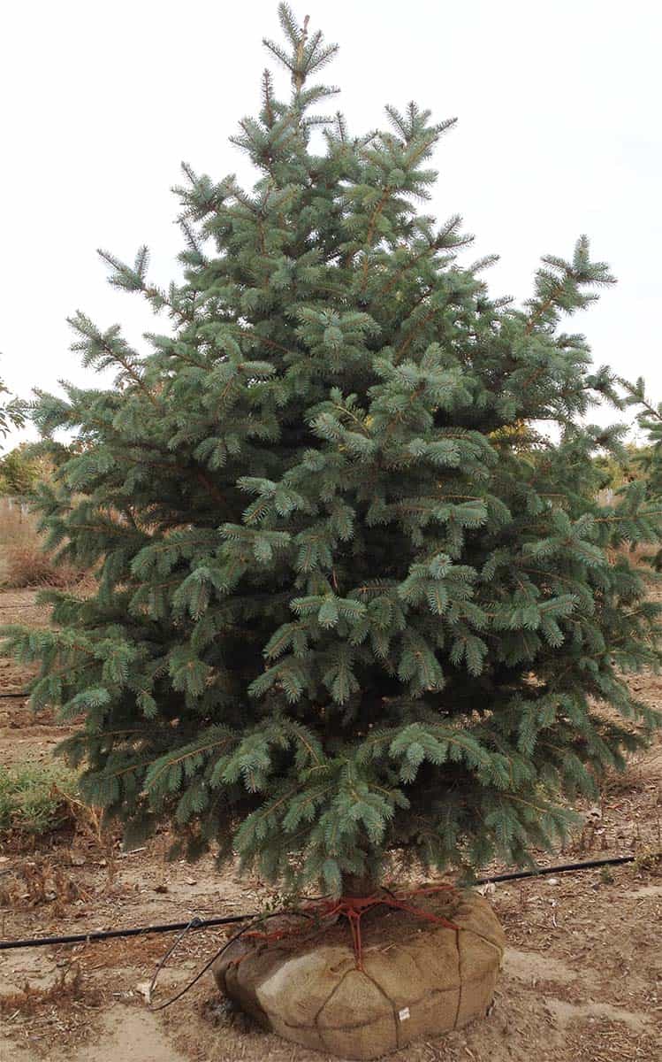 Continental Tree Farms two small evergreen trees