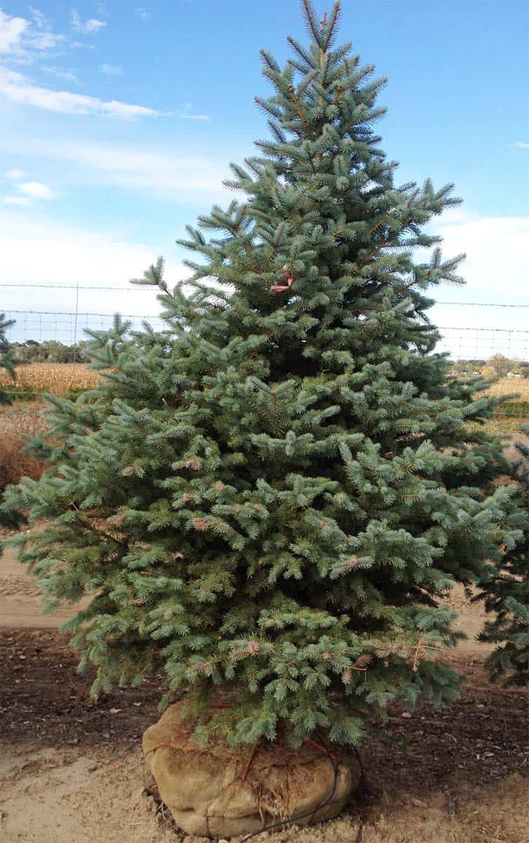 Continental Tree Farms light evergreen trees