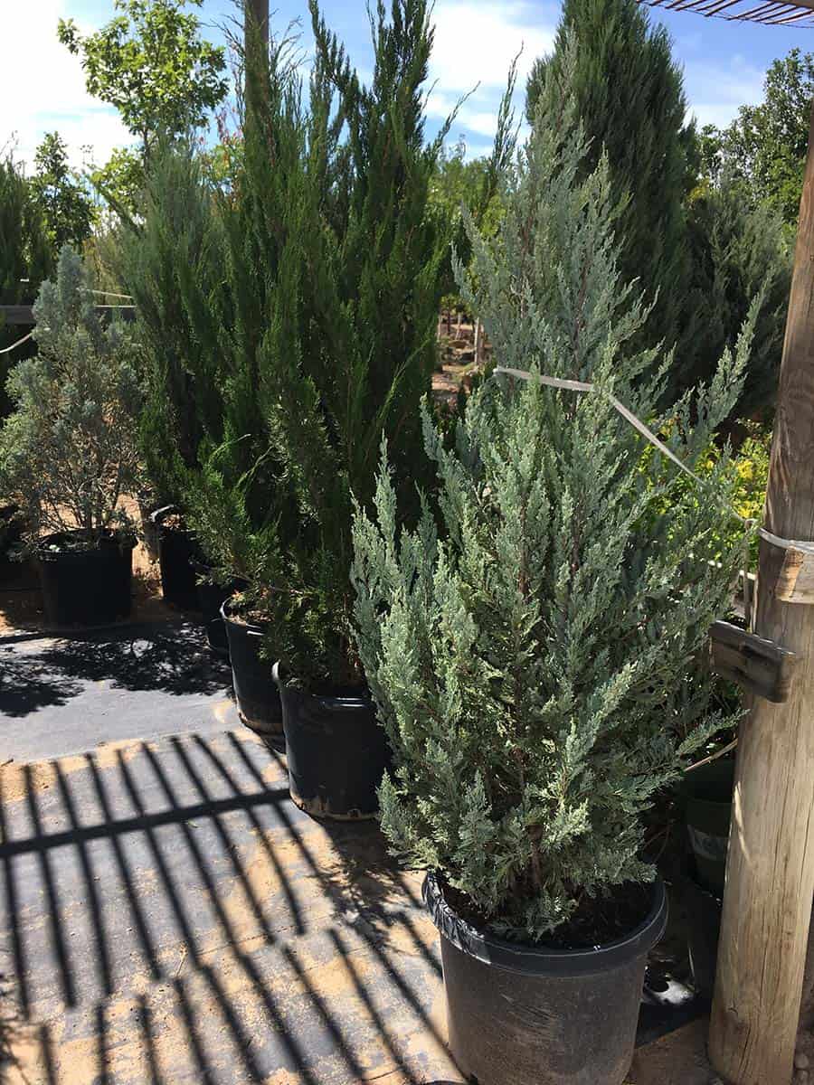 Continental Tree Farms evergreen trees close up