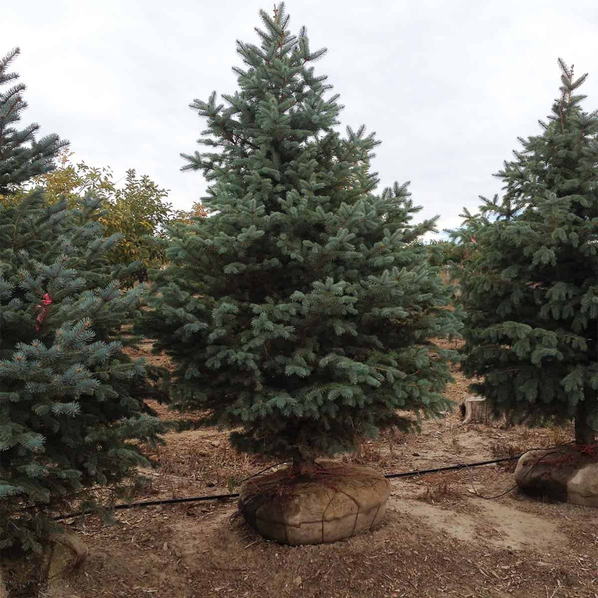 Continental Tree Farms evergreen trees left angle