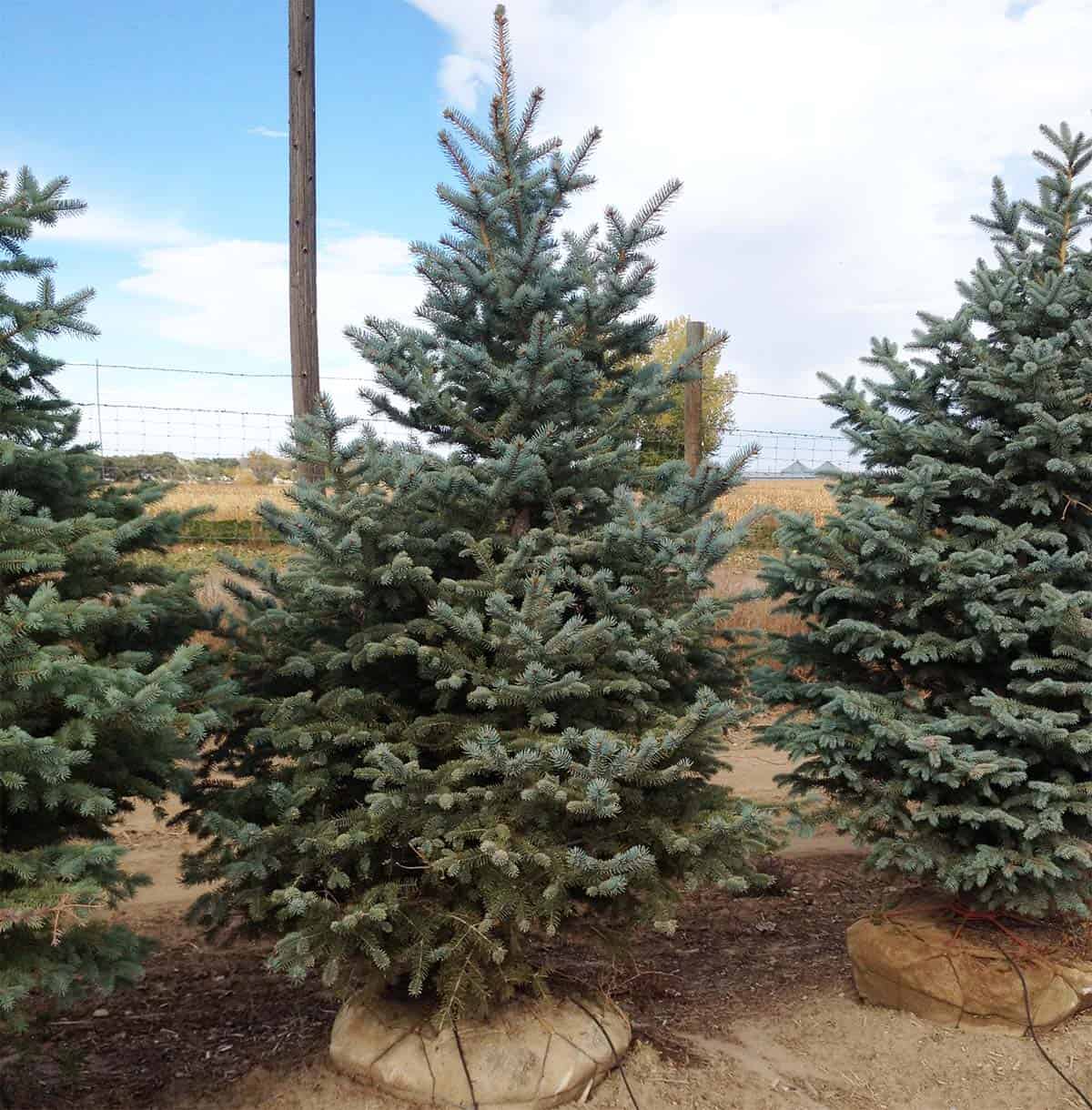 Continental Tree Farms evergreen trees close up