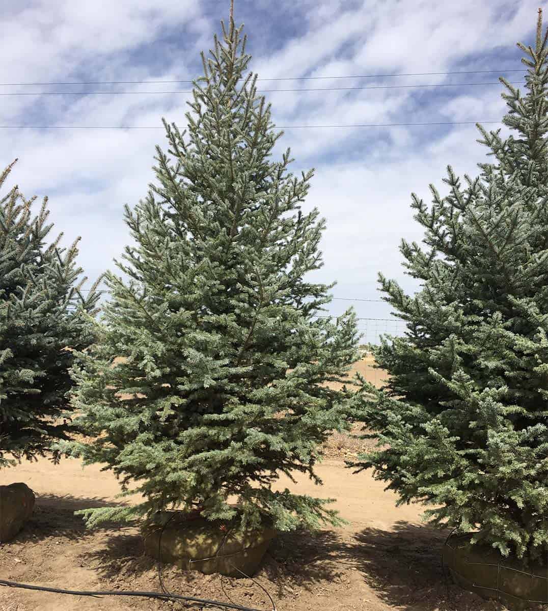 Continental Tree Farms evergreen trees close up