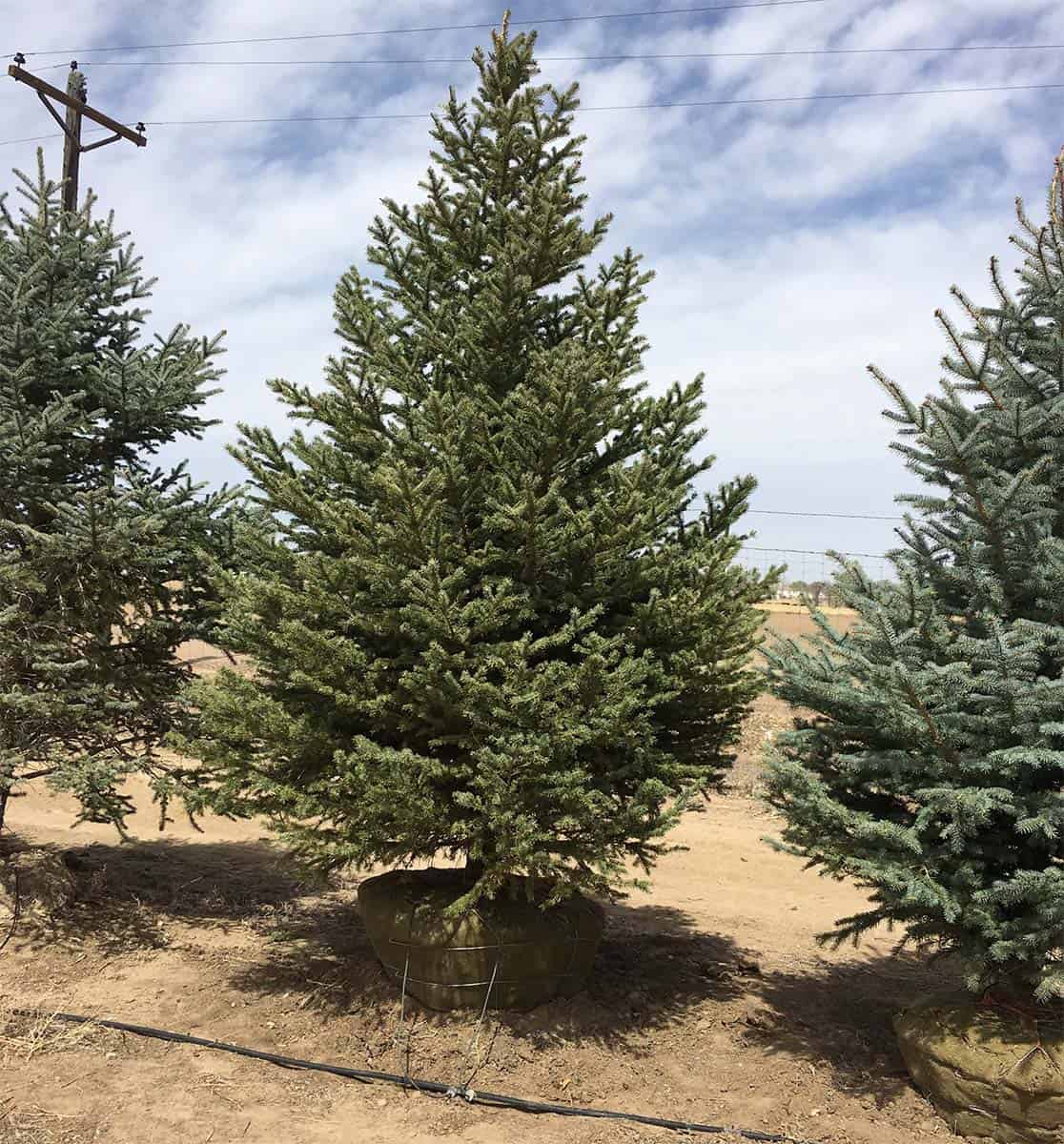 Continental Tree Farms evergreen trees left angle