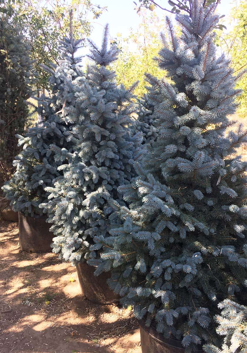 Continental Tree Farms evergreen trees left angle