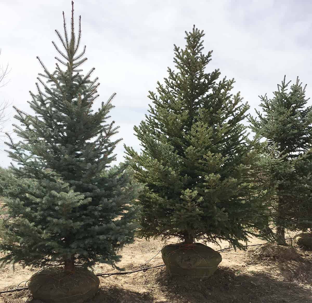 Continental Tree Farms light evergreen trees