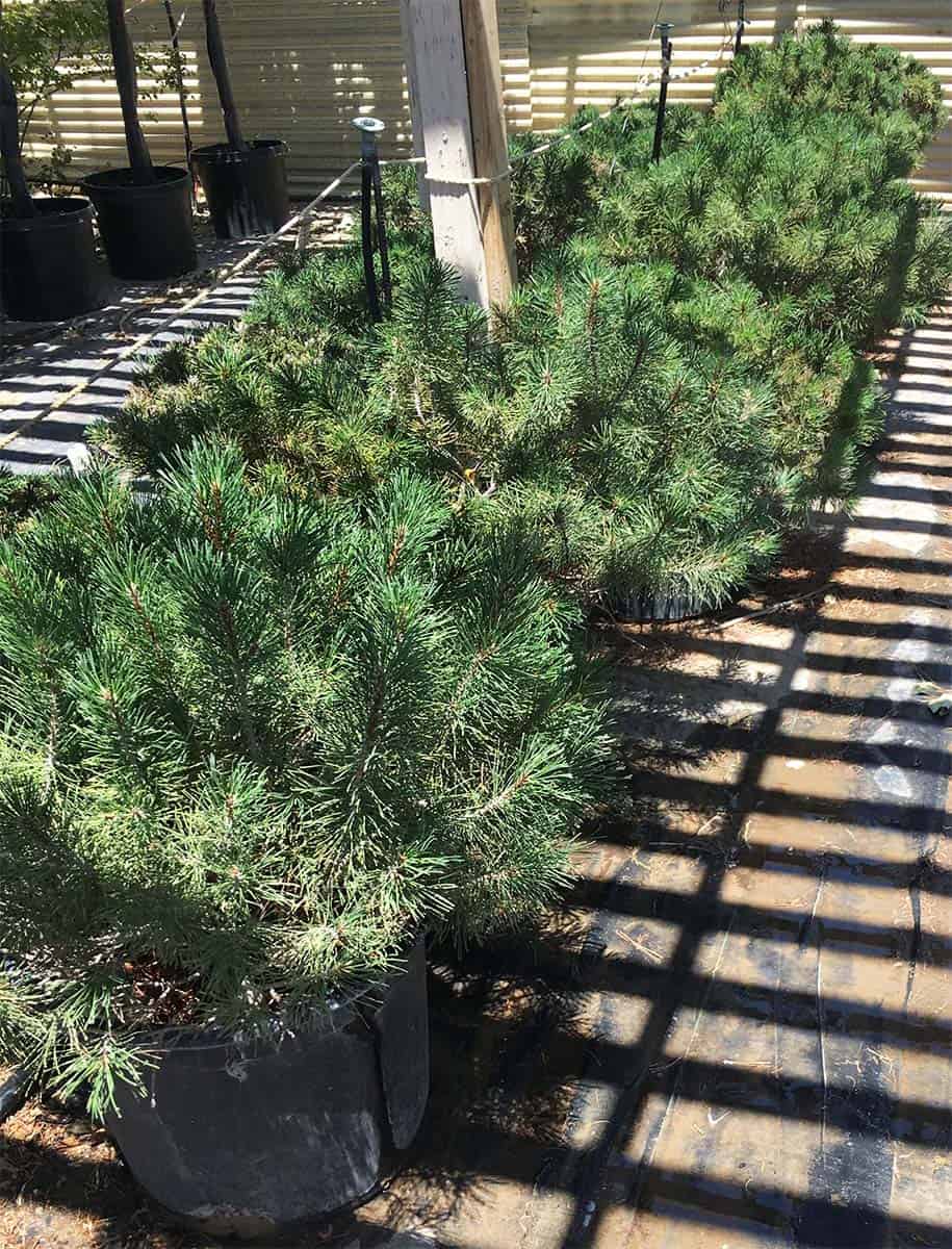 Continental Tree Farms small evergreen trees