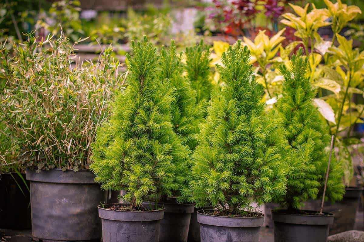 Continental Tree Farms small evergreen trees